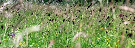 Great Burnet